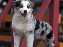 582 1113399029avustralya_coban_kopegi_7 582 1113399029avustralya_coban_kopegi_7