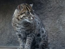 Balıkçı kedi Balıkçı kedi