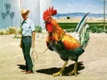 Horoz resimleri Horoz resimleri