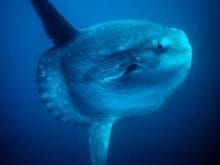 767pxmolamola1bo2 767pxmolamola1bo2