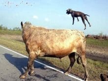 7953pitbul3 7953pitbul3