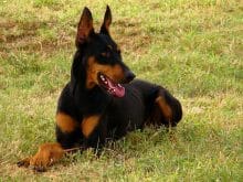 800px Doberman_Pinscher_down 800px Doberman_Pinscher_down
