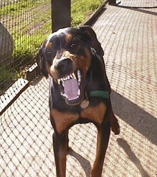 Doberman resimleri Doberman resimleri