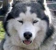 A husky dog.jpg A husky dog.jpg