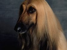 Afghan_Hound2 Afghan_Hound2