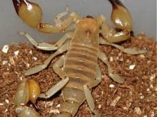 Akrep hakkında bilinmeyenler Akrep hakkında bilinmeyenler