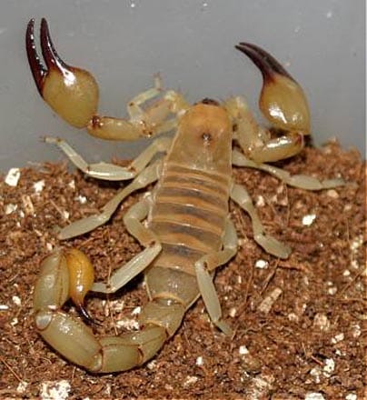 Akrep hakkında bilinmeyenler Akrep hakkında bilinmeyenler