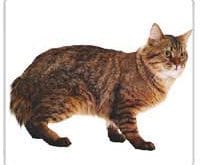 American_Bobtail_L.jpg American_Bobtail_L.jpg
