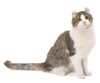 American_Curl_L.jpg American_Curl_L.jpg