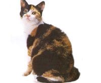 American_Wirehair_L.jpg American_Wirehair_L.jpg