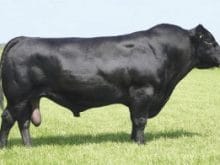 Angus Nedir 300x196 Angus Nedir 300x196