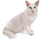 Ankara_L.jpg Ankara_L.jpg