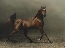 Arap atları_1.jpg Arap atları_1.jpg