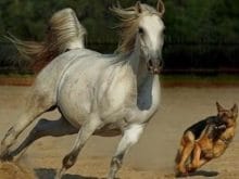 Arap atları_3.jpg Arap atları_3.jpg