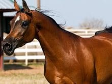 Arap atları_5.jpg Arap atları_5.jpg