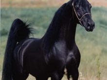 Arap atları_6.jpg Arap atları_6.jpg