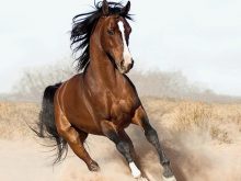 Arap atları