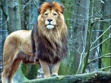 Aslan resimleri Aslan resimleri