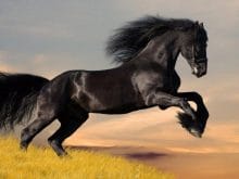 At resimleri_3.jpeg At resimleri_3.jpeg