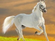 At resimleri_5.jpg At resimleri_5.jpg