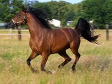 At resimleri_7.jpg At resimleri_7.jpg