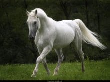 At resimleri_8.jpg At resimleri_8.jpg