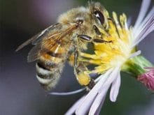 arı çiftleşmesi arı çiftleşmesi