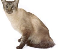 Balinese_L.jpg Balinese_L.jpg