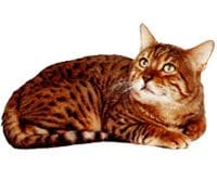 Bengal_L.jpg Bengal_L.jpg