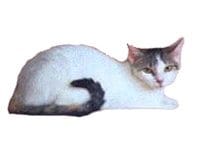 Brazilian_Shorthair_L.jpg Brazilian_Shorthair_L.jpg