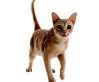 Burmese_L.jpg Burmese_L.jpg