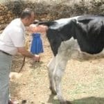 Büyükbaş-Hayvanlarda-Tohumlama_1