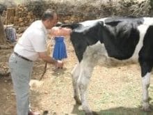 Büyükbaş Hayvanlarda Tohumlama_1.jpg Büyükbaş Hayvanlarda Tohumlama_1.jpg