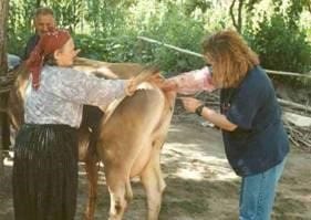 Büyükbaş Hayvanlarda Tohumlama Büyükbaş Hayvanlarda Tohumlama