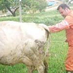 Büyükbaş-Hayvanlarda-Tohumlama_3