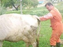 Büyükbaş Hayvanlarda Tohumlama_3.jpg Büyükbaş Hayvanlarda Tohumlama_3.jpg