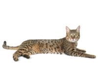 California_Spangled_L.jpg California_Spangled_L.jpg