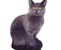 Chartreux_L.jpg