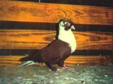 Cigeri.jpg Cigeri.jpg