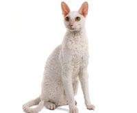 Cornish_Rex_L.jpg