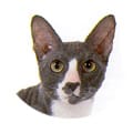Cornish Rex Cornish Rex