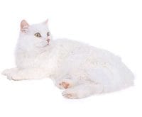 Cymric_L.jpg Cymric_L.jpg