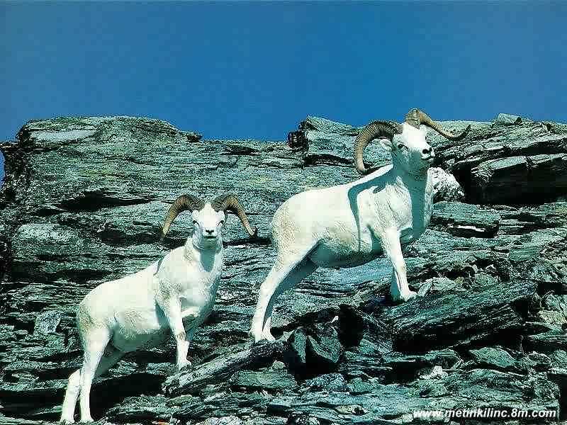 Ak dağ keçisi resimleri Ak dağ keçisi resimleri