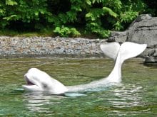 Delphinapterus_leucas_in_shallows Delphinapterus_leucas_in_shallows