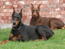 Doberman Doberman