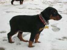 Doberman_Yavrusu Doberman_Yavrusu