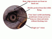 EagleAdaptationsEye EagleAdaptationsEye