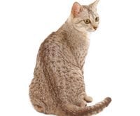 Egyptian_Mau_L.jpg