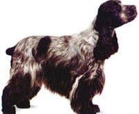 English_Cocker_Spaniel_L.jpg