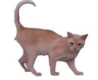 European_Burmese_L.jpg European_Burmese_L.jpg